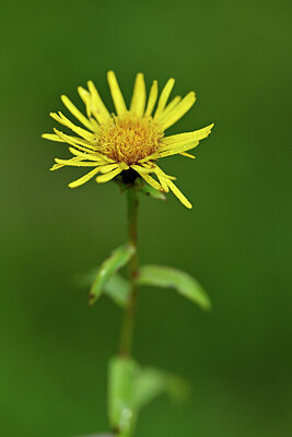 BUITEN BEELD Foto: 440689