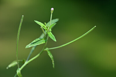 BUITEN BEELD Foto: 440694