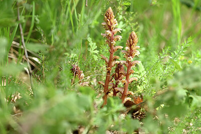 BUITEN BEELD Foto: 440696