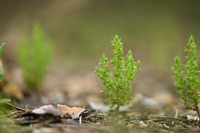 BUITEN BEELD Foto: 440698