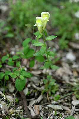 BUITEN BEELD Foto: 440699