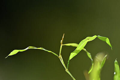 BUITEN BEELD Foto: 440700