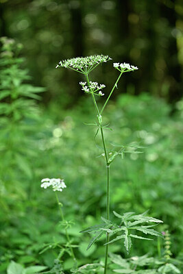BUITEN BEELD Foto: 440701