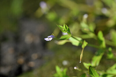 BUITEN BEELD Foto: 440704