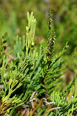 BUITEN BEELD Foto: 440706