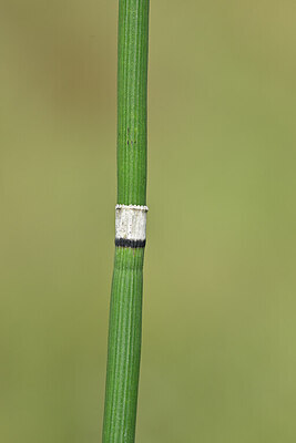 BUITEN BEELD Foto: 440707