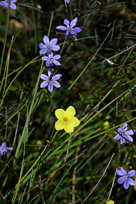 BUITEN BEELD Foto: 440710
