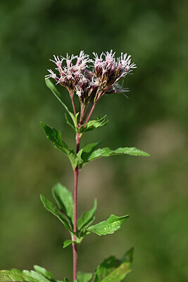 BUITEN BEELD Foto: 440712