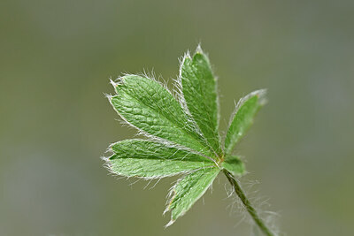 BUITEN BEELD Foto: 440713