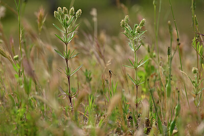 BUITEN BEELD Foto: 440718