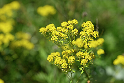 BUITEN BEELD Foto: 440722