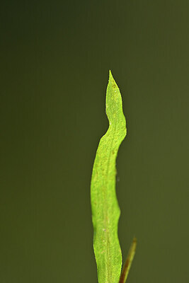 BUITEN BEELD Foto: 440723