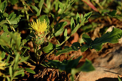 BUITEN BEELD Foto: 440727