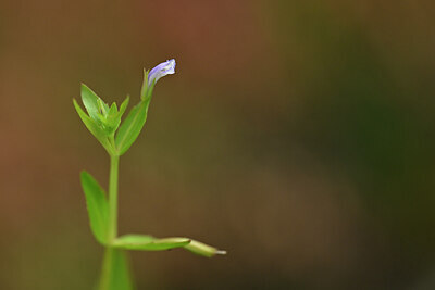BUITEN BEELD Foto: 440728