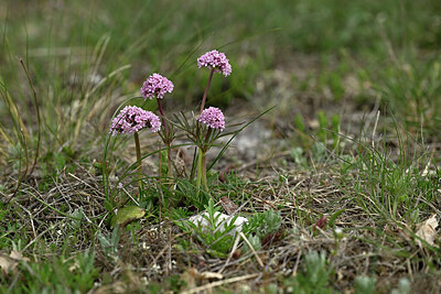 BUITEN BEELD Foto: 440729