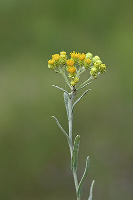 BUITEN BEELD Foto: 440730