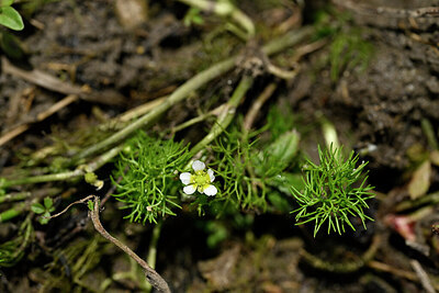 BUITEN BEELD Foto: 440735