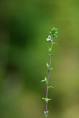 BUITEN BEELD Foto: 440737