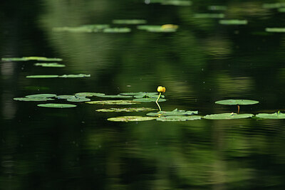 BUITEN BEELD Foto: 440738