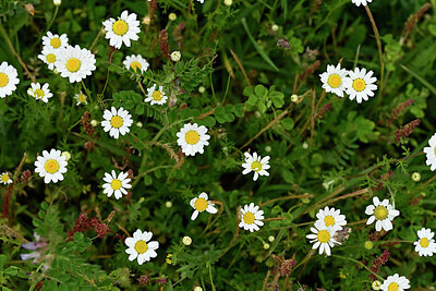 BUITEN BEELD Foto: 440739