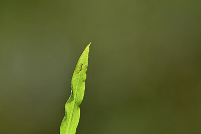 BUITEN BEELD Foto: 440742