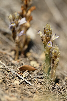 BUITEN BEELD Foto: 440743