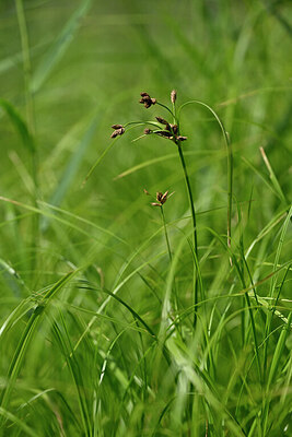 BUITEN BEELD Foto: 440744