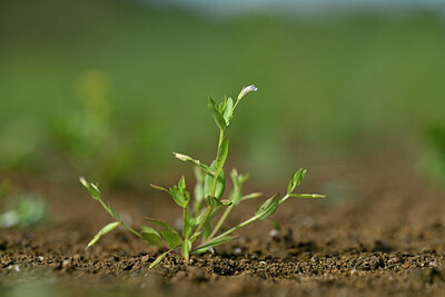BUITEN BEELD Foto: 440746