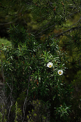 BUITEN BEELD Foto: 440749