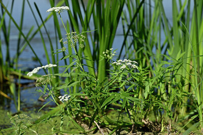 BUITEN BEELD Foto: 440750
