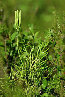 BUITEN BEELD Foto: 440752