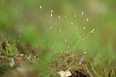 BUITEN BEELD Foto: 440756