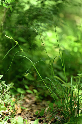 BUITEN BEELD Foto: 440757