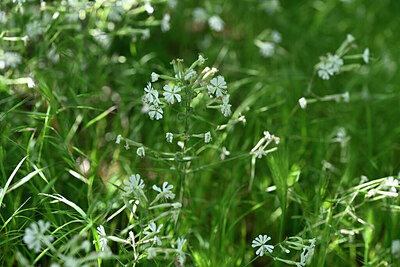BUITEN BEELD Foto: 440758
