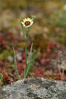 BUITEN BEELD Foto: 440760