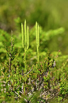 BUITEN BEELD Foto: 440763