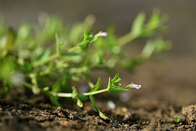 BUITEN BEELD Foto: 440764