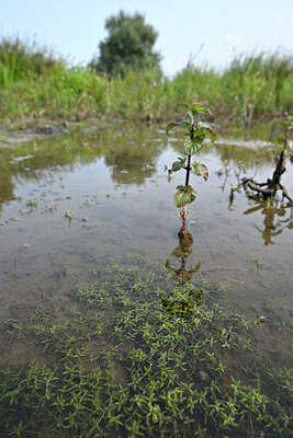 BUITEN BEELD Foto: 440765