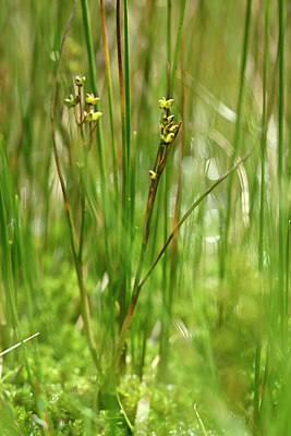BUITEN BEELD Foto: 440767