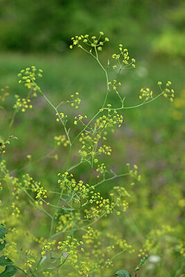 BUITEN BEELD Foto: 440769