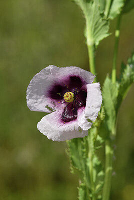 BUITEN BEELD Foto: 440771