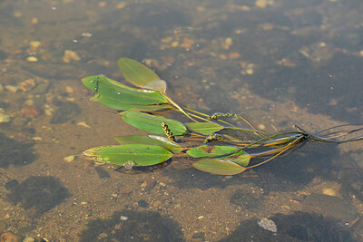 BUITEN BEELD Foto: 440772