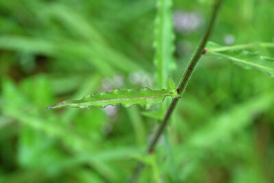 BUITEN BEELD Foto: 440773