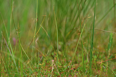 BUITEN BEELD Foto: 440774