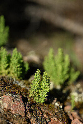 BUITEN BEELD Foto: 440776
