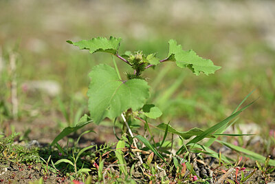 BUITEN BEELD Foto: 440777