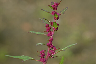 BUITEN BEELD Foto: 440781