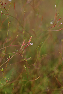 BUITEN BEELD Foto: 440783