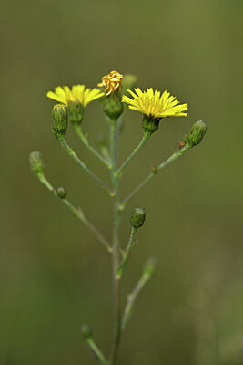BUITEN BEELD Foto: 440786