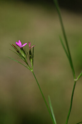 BUITEN BEELD Foto: 440790